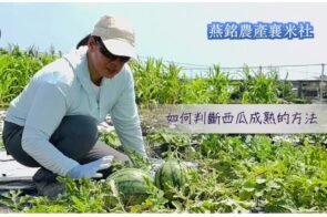 西瓜採收標準，西瓜成熟度判斷要訣 Watermelon harvesting standards, the key to judging the maturity of watermelon有機課程