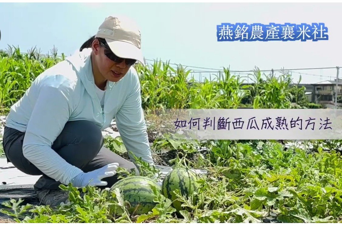 西瓜採收標準，西瓜成熟度判斷要訣 Watermelon harvesting standards, the key to judging the maturity of watermelon有機課程